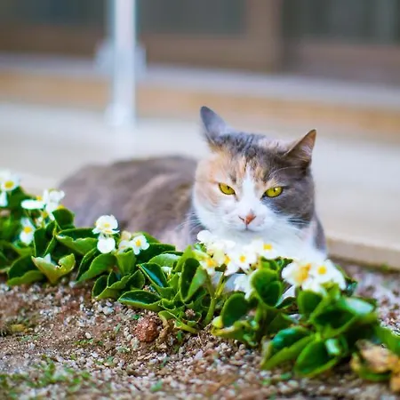 سونا - للكبار فقط فندق